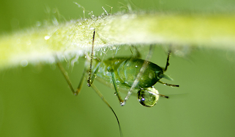 UN pozivaju gladne da jedu insekte