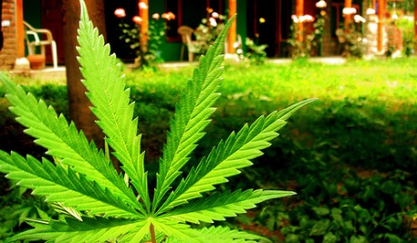 Legalizacija marihuane: dobro ili zlo?