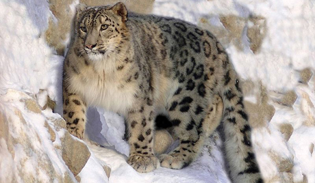 Траговима снежног леопарда