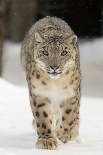 Portret ruskog leoparda