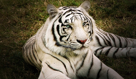 Čile: tigar napao zaposlenog u zoo vrtu